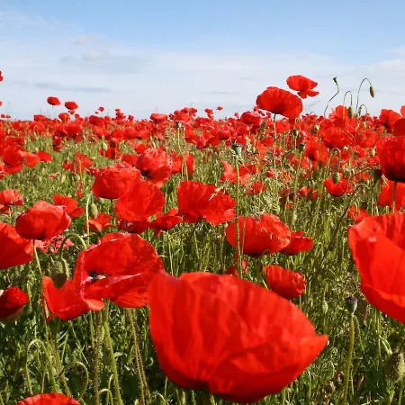 Mit Terrasse In Kropelin