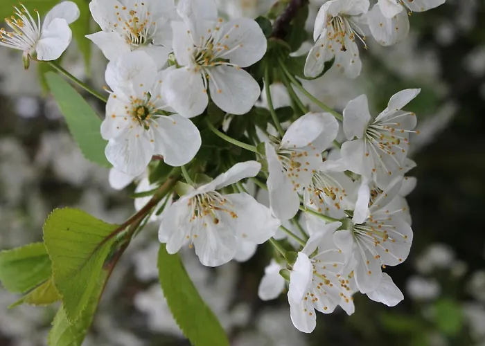 Mit Terrasse In Kropelin Apartment *