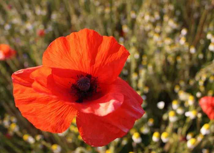 Mit Terrasse In Kropelin Apartment Klein Nienhagen